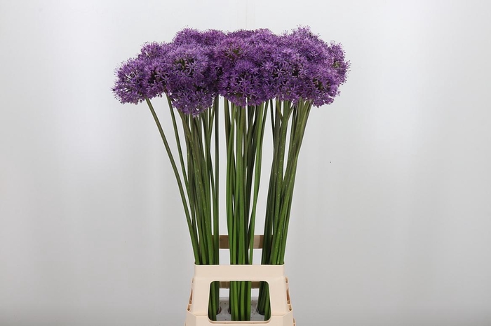 <h4>Allium Gladiator</h4>
