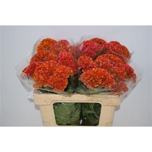 CELOSIA REPRISE ORANGE