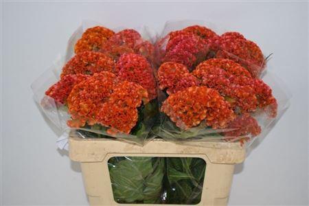 <h4>CELOSIA REPRISE ORANGE</h4>