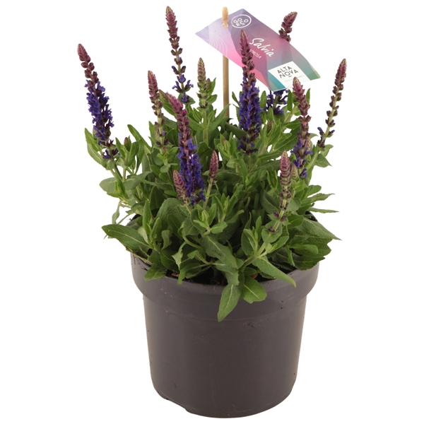 <h4>Salvia nemorosa Sensation® Compact Violet p17 (PT)</h4>