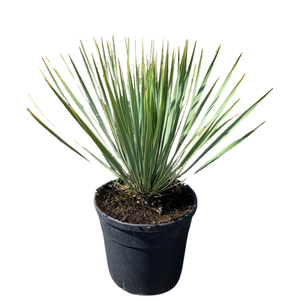 Yucca rostrata
