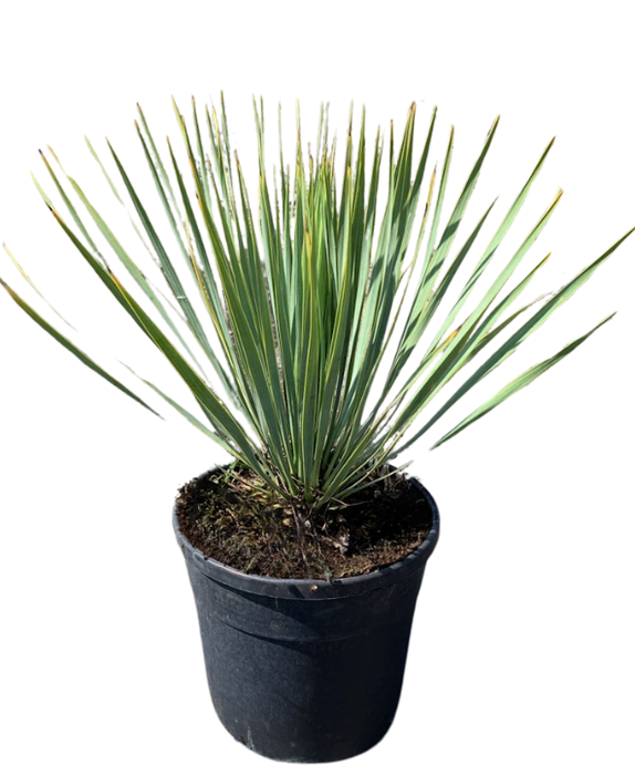 <h4>Yucca rostrata</h4>