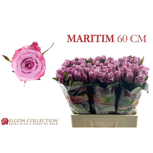 <h4>R Gr Maritim Elgon</h4>