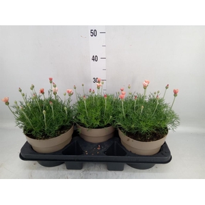 Rhodanthemum hosm. 'Zagora Orange'