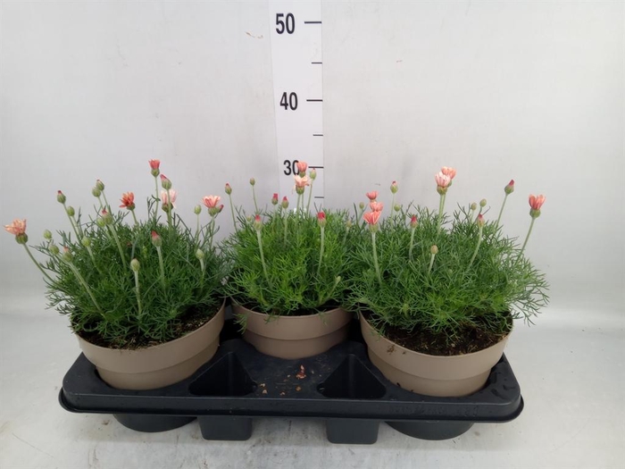 <h4>Rhodanthemum hosm. 'Zagora Orange'</h4>