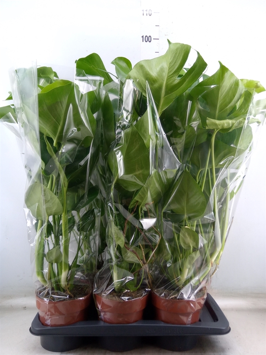 <h4>Monstera delic.</h4>
