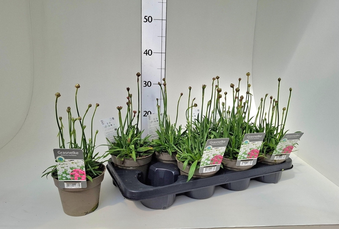 <h4>ARMERIA MARITIMA</h4>