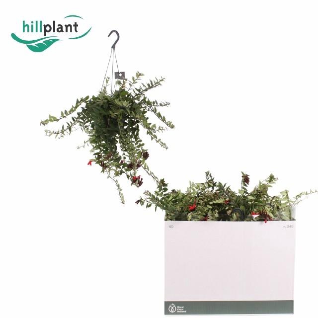 <h4>AESCHYN CAROLINE</h4>