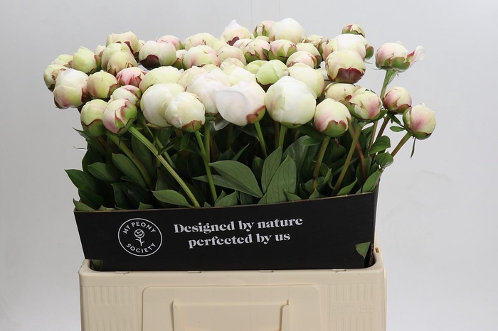 <h4>Paeonia Odille XXL</h4>