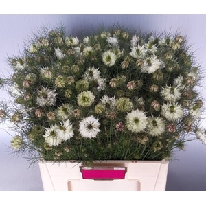 Nigella Artist White Teunis Aleman