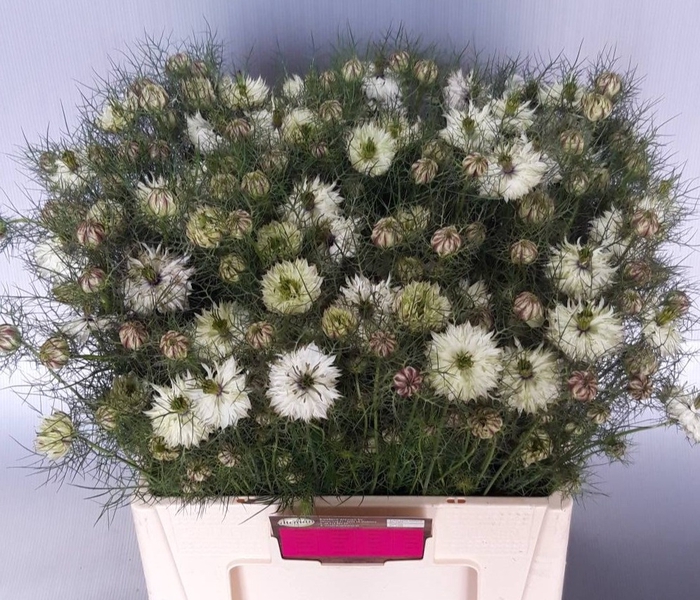 <h4>Nigella Artist White Teunis Aleman</h4>