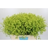 Alchemilla Mollis Robustica