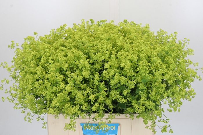 <h4>Alchemilla Mollis Robustica</h4>