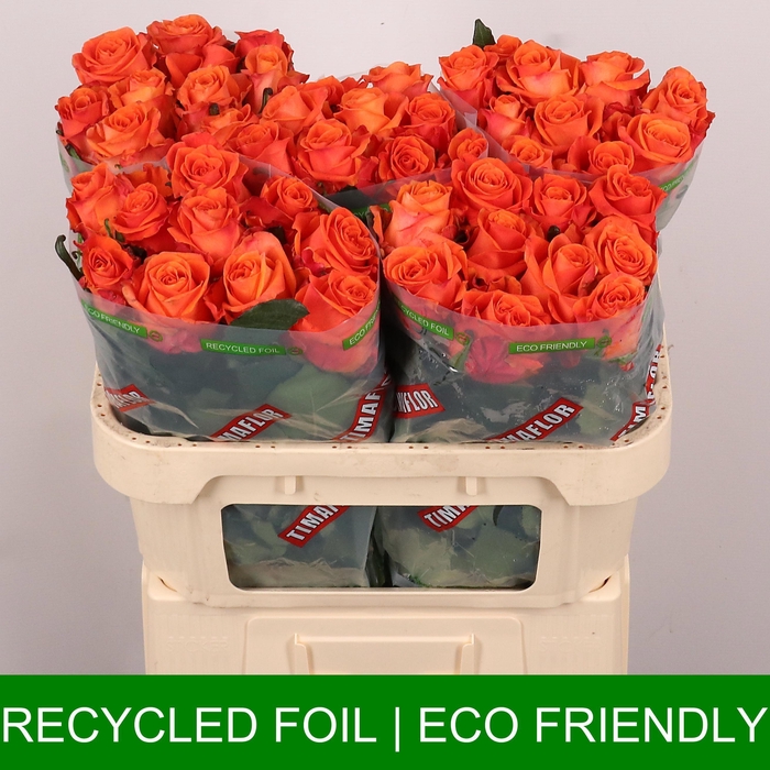 <h4>R GR ON FIRE</h4>