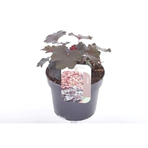 Heuchera micrantha 'Palace Purple'