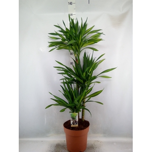 Dracaena frag. 'Riki'