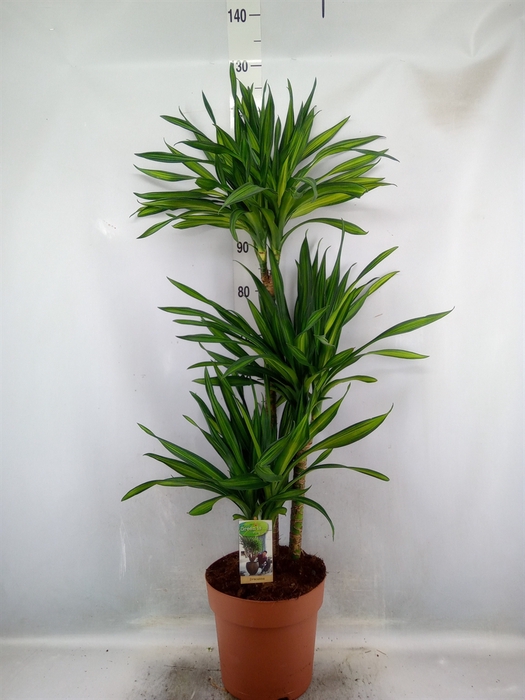 <h4>Dracaena frag. 'Riki'</h4>