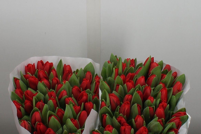 <h4>Tu En Escape</h4>