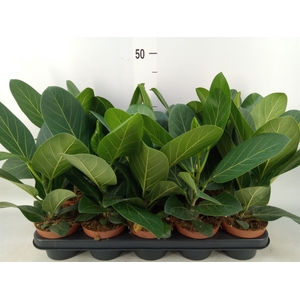 Ficus benghalensis 'Audrey'