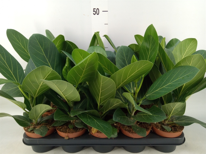 <h4>Ficus benghalensis 'Audrey'</h4>
