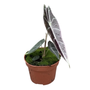 Alocasia Longiloba Purple