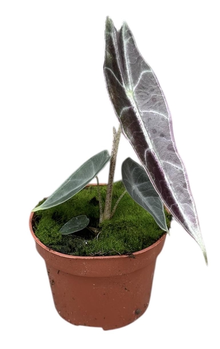 <h4>Alocasia Longiloba Purple</h4>