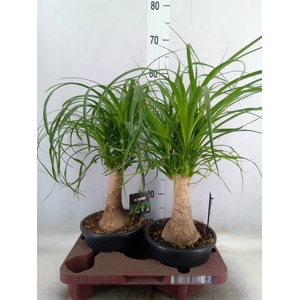 Beaucarnea recurvata