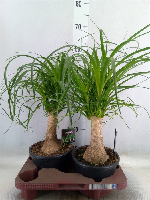 <h4>Beaucarnea recurvata</h4>