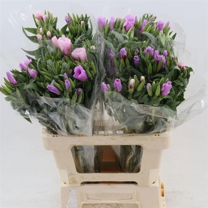CLARKIA LAVENDEL
