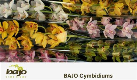 <h4>Cymb T Gem</h4>