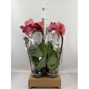 Phalaenopsis  'Elegant Cascade'