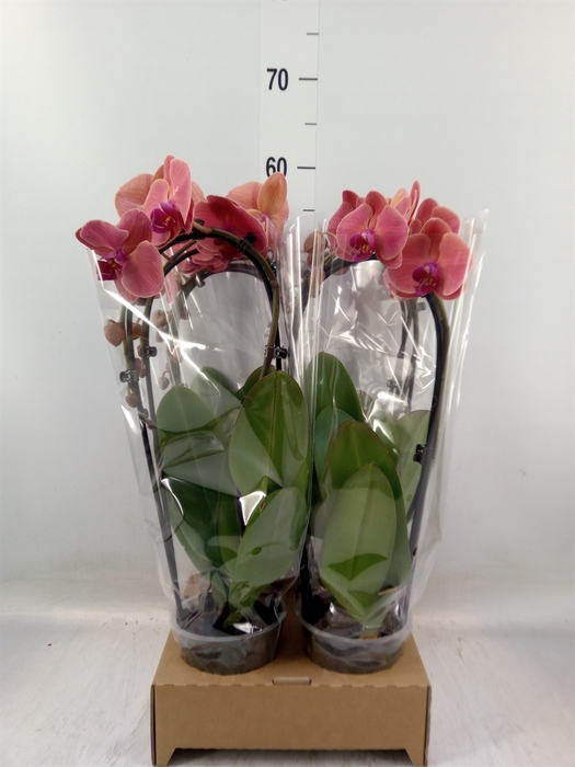 <h4>Phalaenopsis  'Elegant Cascade'</h4>