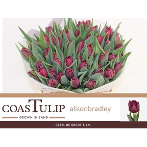 Tulipa Du Alison Bradley