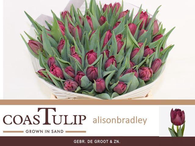 <h4>Tulipa Du Alison Bradley</h4>