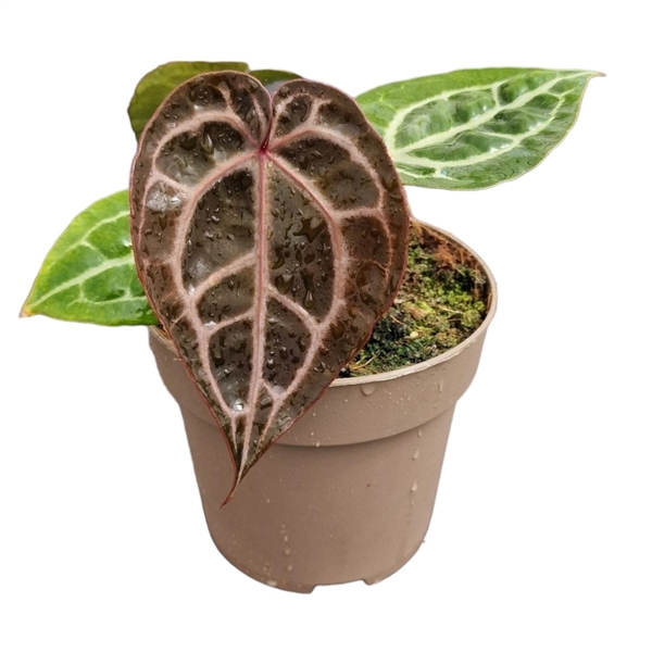 <h4>Anthurium Michelle® (DocBlock)</h4>
