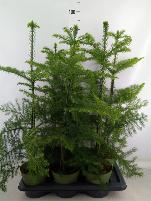 <h4>Araucaria heterophylla</h4>