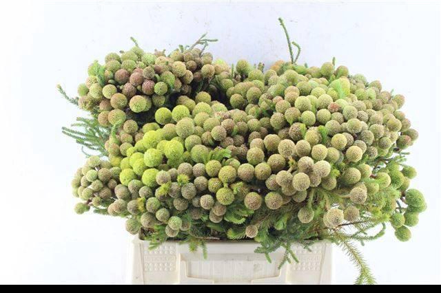 <h4>BERZ GALPINII</h4>