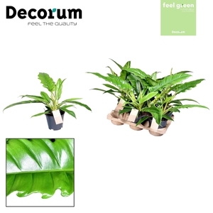 Philodendron Narrow Escape Feel Green (Decorum)