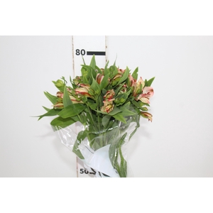 ALSTROEMERIA MOTION 080 CM LARANJA
