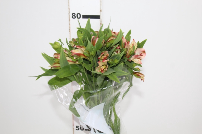 ALSTROEMERIA MOTION 080 CM LARANJA