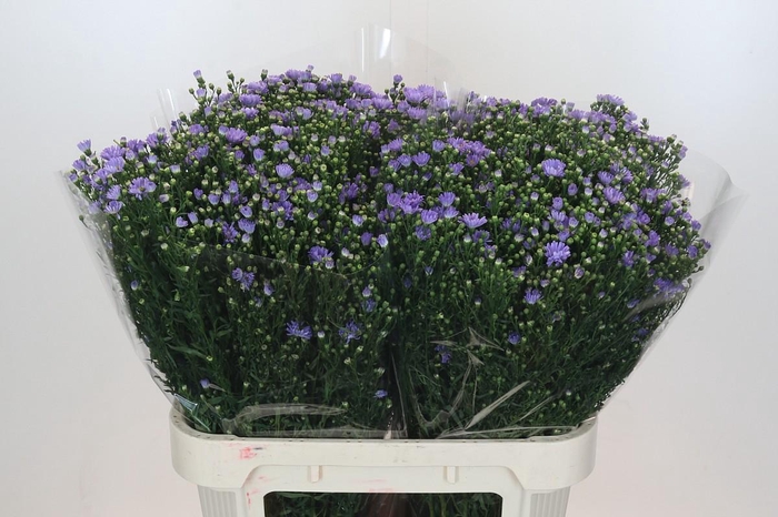 <h4>Aster Cassandra</h4>