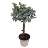 Eucalyptus Cinerea Silver Stem
