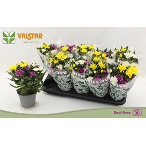 CHRYS DA VINC GEM PT