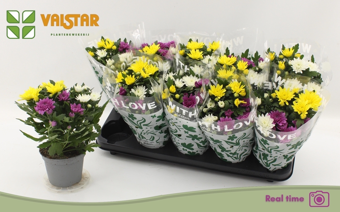 <h4>CHRYS DA VINC GEM PT</h4>