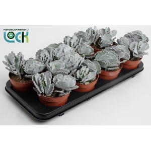 Cotyledon Undulata