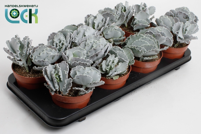 <h4>Cotyledon Undulata</h4>