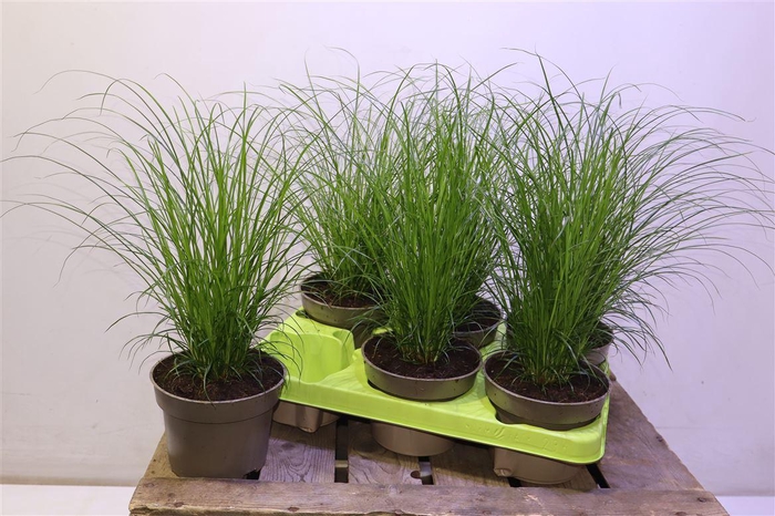 <h4>arr8 Carex Brunnea</h4>