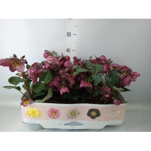 Helleborus  'Fkiss Elemental'