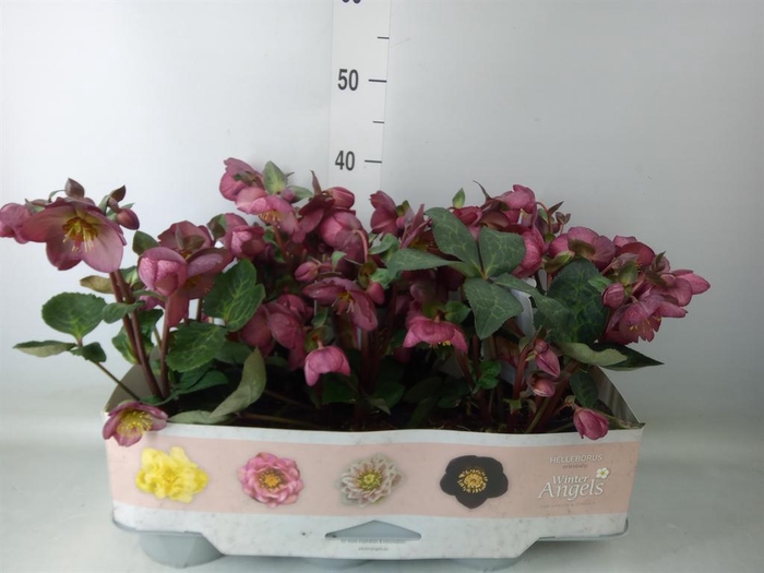 <h4>Helleborus  'Fkiss Elemental'</h4>