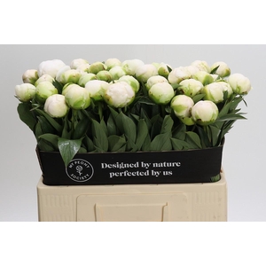 Paeonia Madame Claude Tain